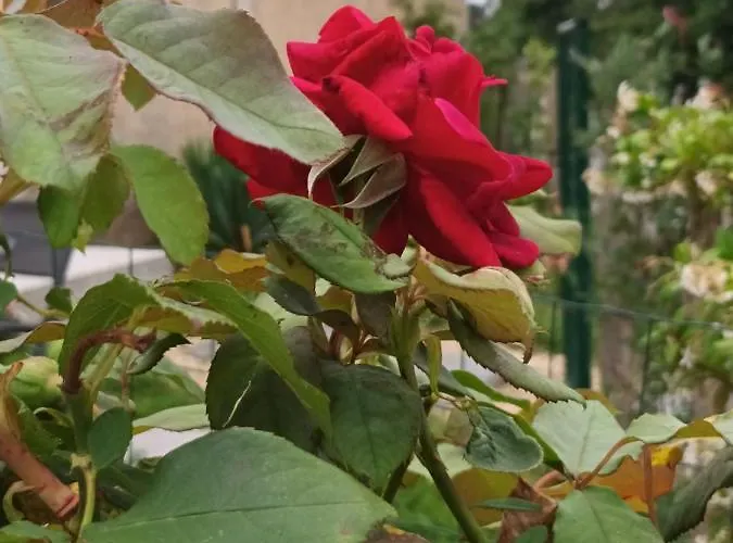 Aux Vieux Bois Lunas (Dordogne)